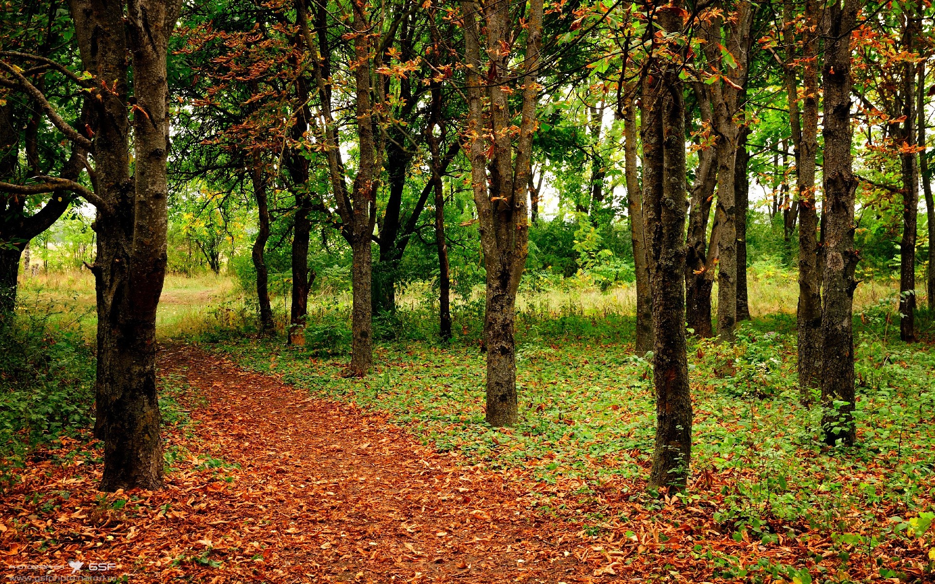 赛道上的三分雨，当范弗利特点燃F1年度争冠之夜