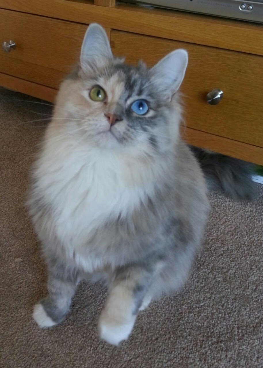 神来之笔定乾坤!拉亚无争议当选全场最佳,诠释门将即基石的现代足球真谛