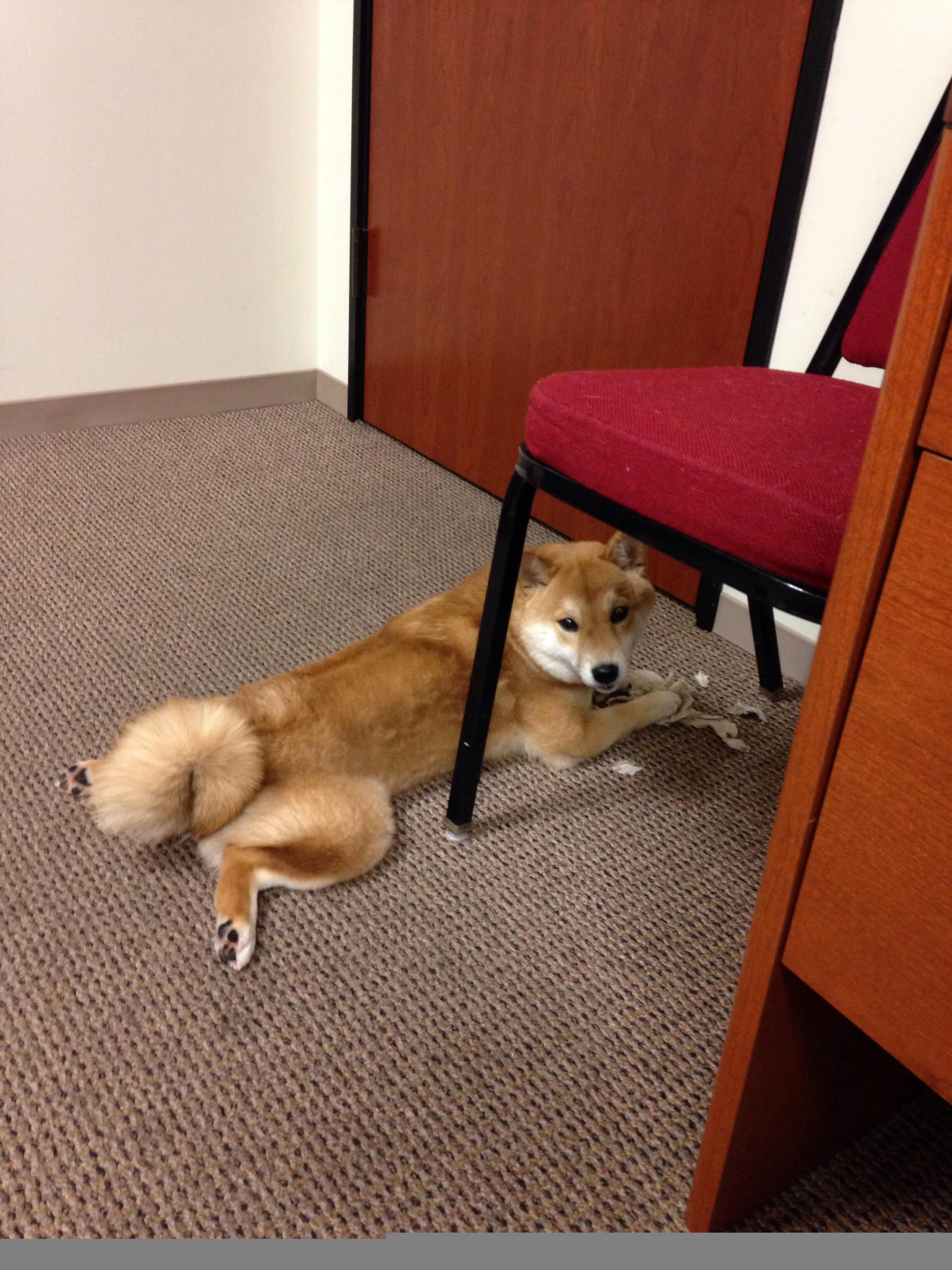 绿鹰铁蹄踏平高原，福登聚光灯下加冕为王