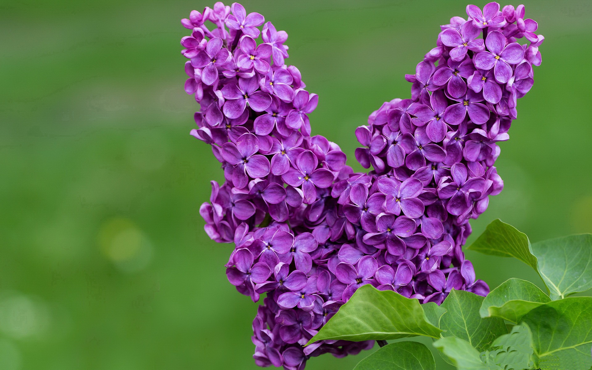 双王对决，史诗级的欧冠决赛焦点战，凯尔特人险胜篮网背后的棋逢对手