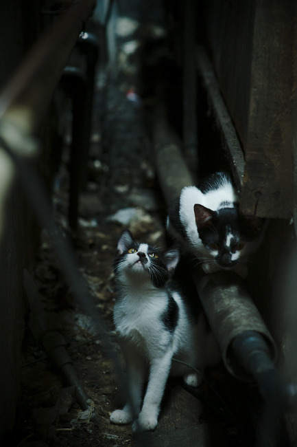 蝴蝶风暴，尼日利亚如何收割曼联，库尔图瓦为何在德甲争冠战中接管比赛