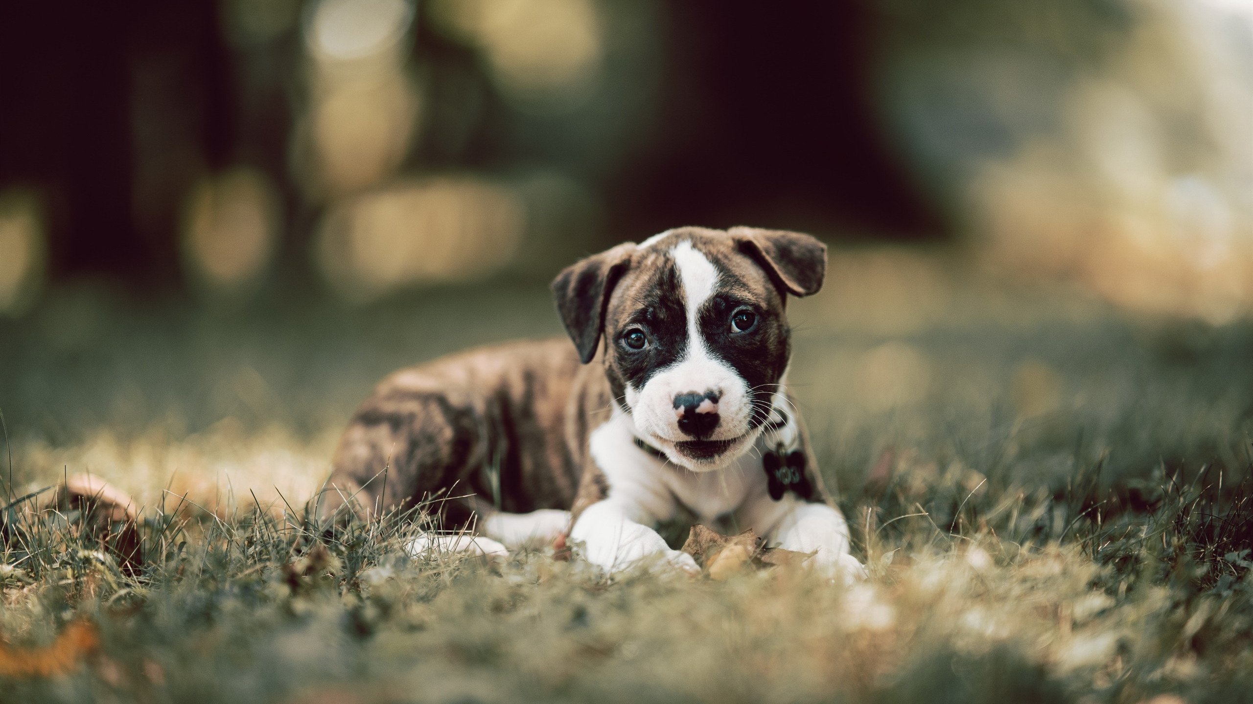 唯一性验证,当AC米兰对阵几内亚成为我的独家记忆