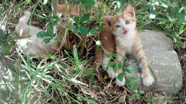时空的交错，孤独的丰碑，当杜兰特在两个世界接管比赛