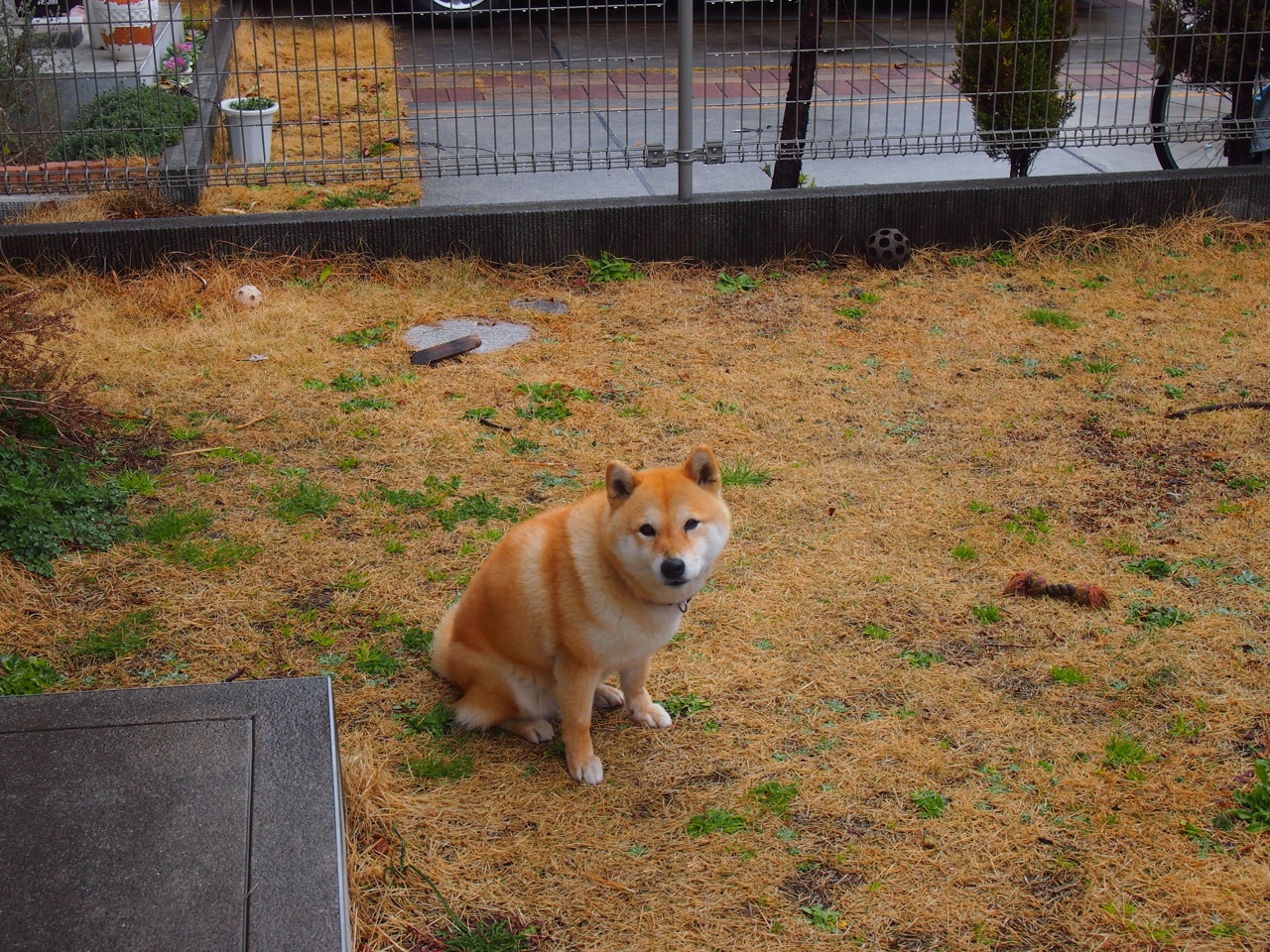 里昂之夜,唯一的主宰,罗德里戈决胜时刻书写永恒传奇