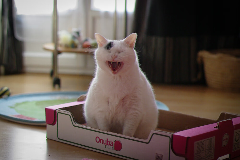 开云体育app-智利矿工之子终结红黑王朝，格纳布里的致命穿刺