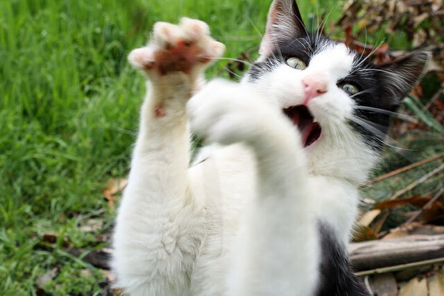 开云体育APP下载-降维打击！单枪匹马掀翻两道防线，这就是克莱给你的答案