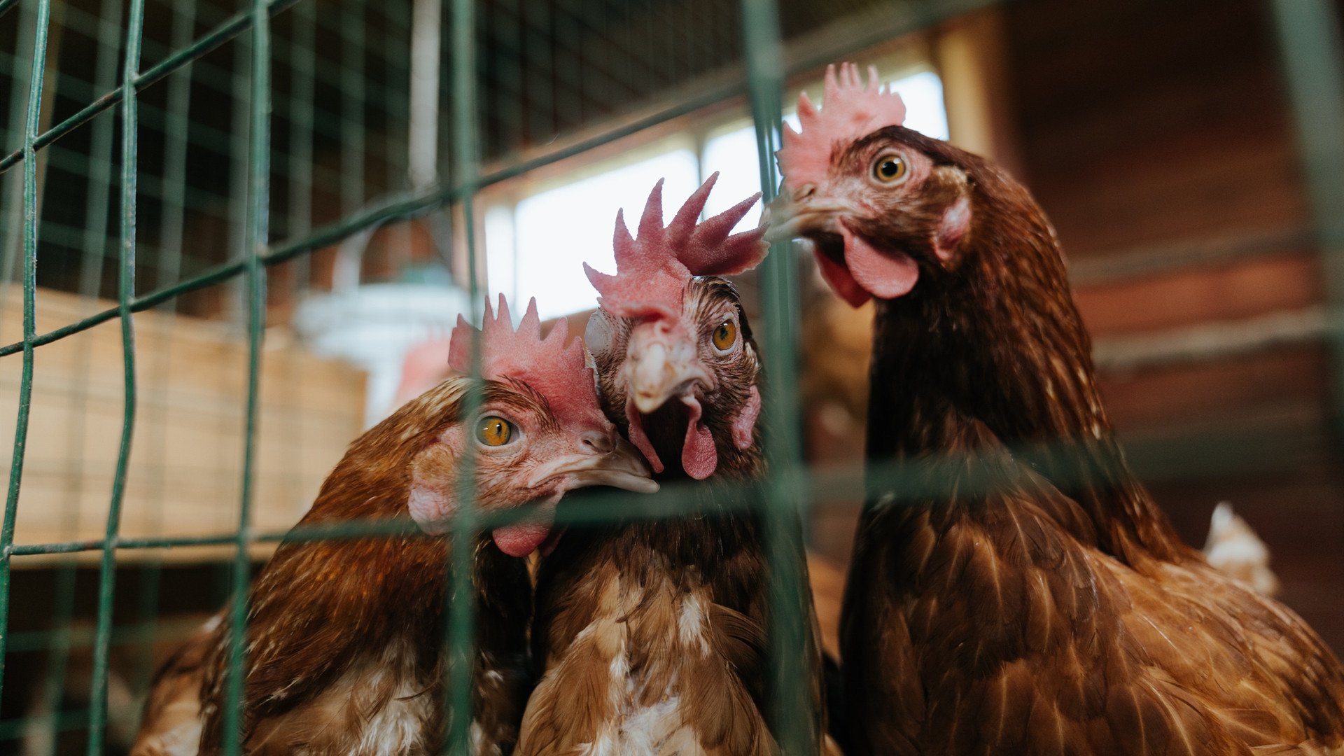 开云体育入口-最后一圈与最后一投，莫兰特接管F1争冠，公牛绝杀尼克斯的启示