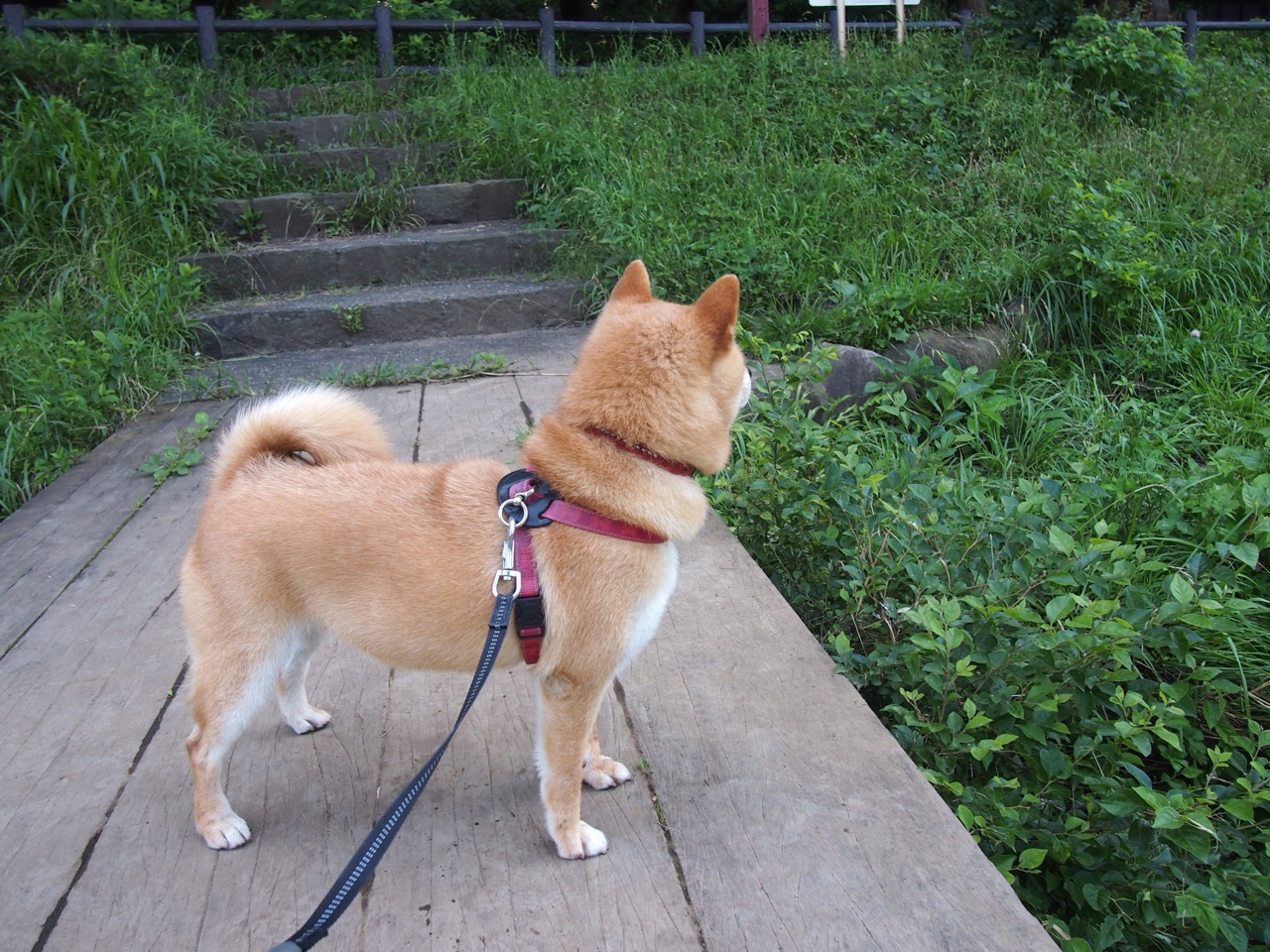 最后一圈与最后一投,莫兰特接管F1争冠,公牛绝杀尼克斯的启示