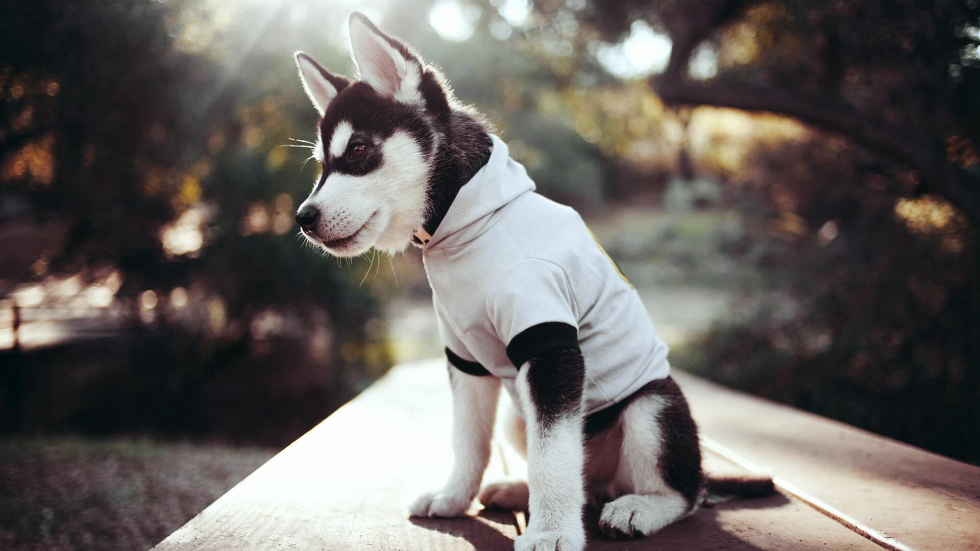 米切尔42分凿穿浙江，猛龙客场啃下硬骨头