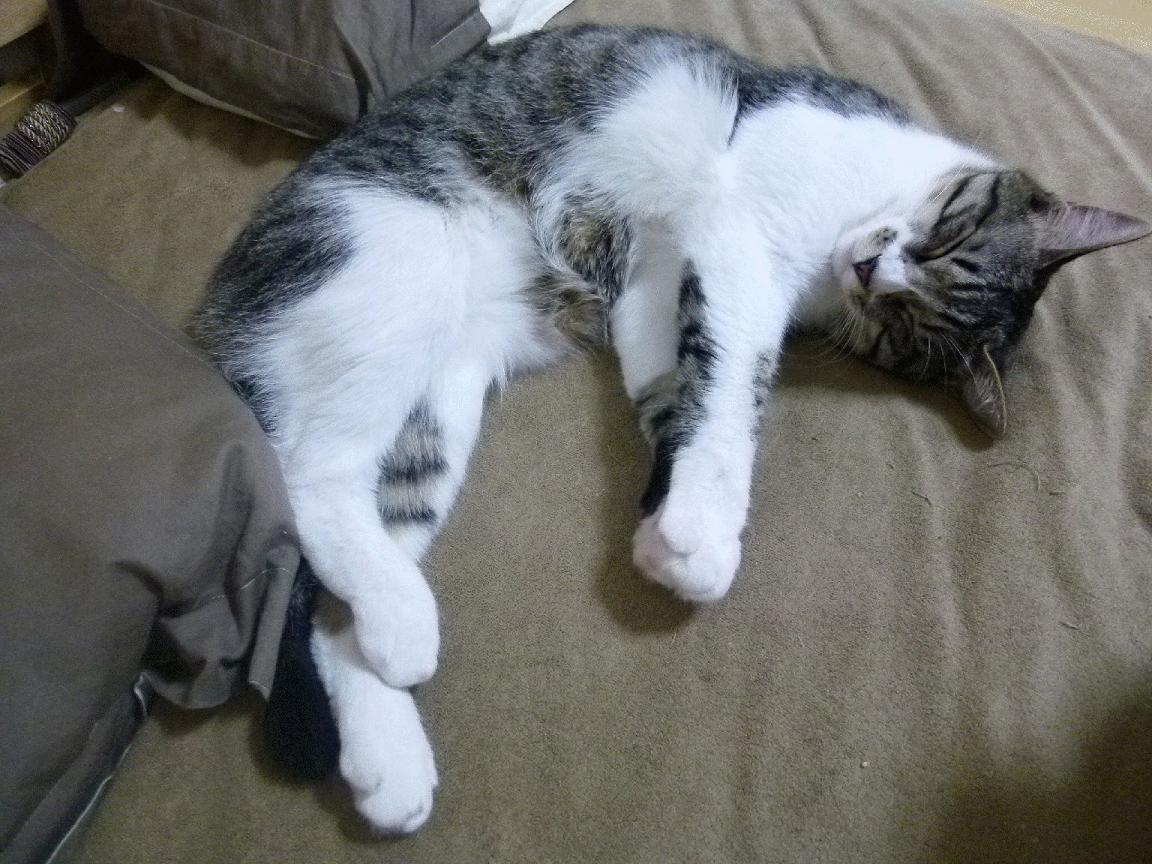 刀锋上的舞者,阿什拉夫如何以一己之力定义多特蒙德对阵墨西哥的宿命感