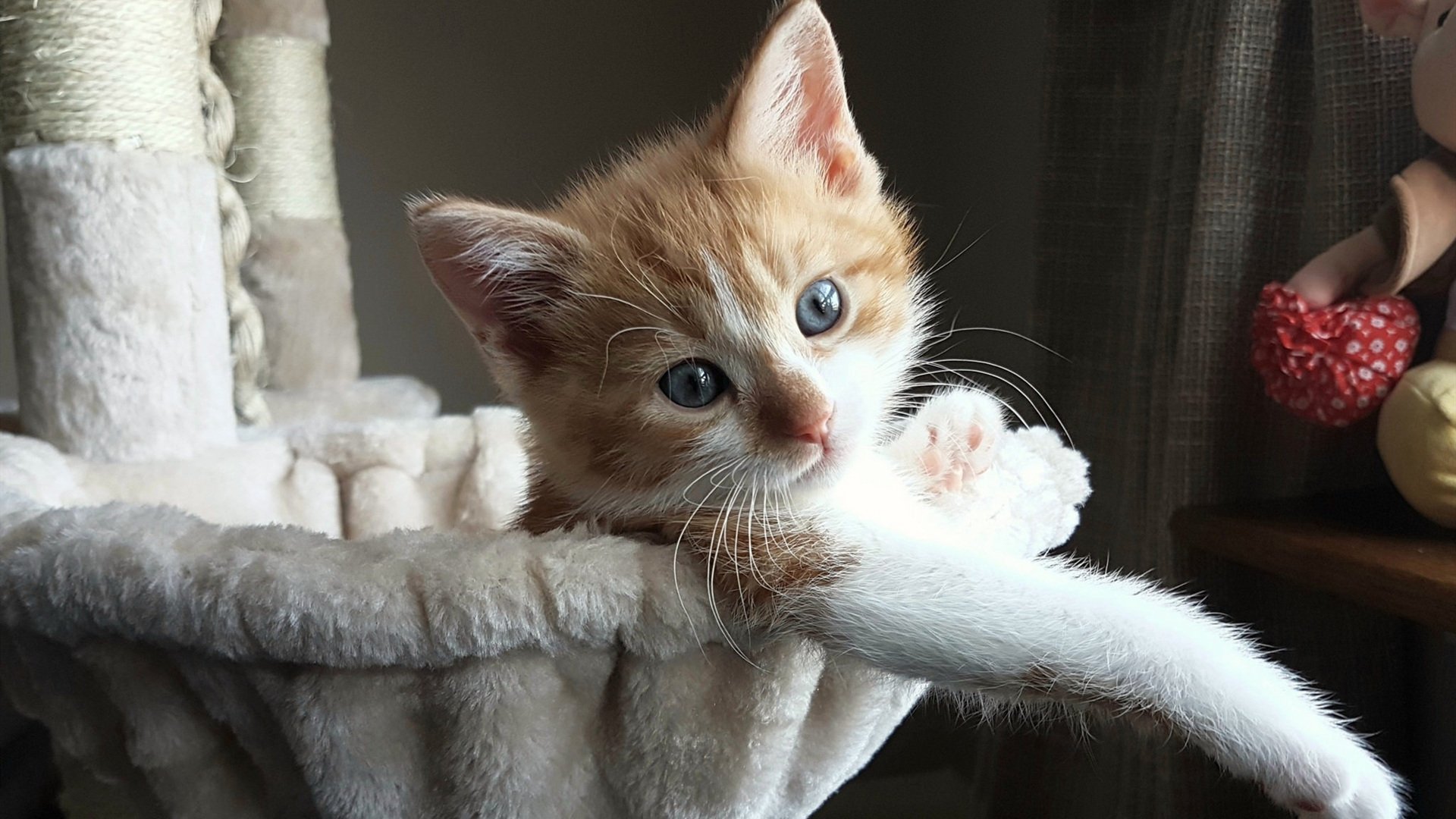 草原狼撕碎玫瑰城,爱德华兹用爆发诠释唯一,山西浪涛冲垮开拓者傲慢壁垒