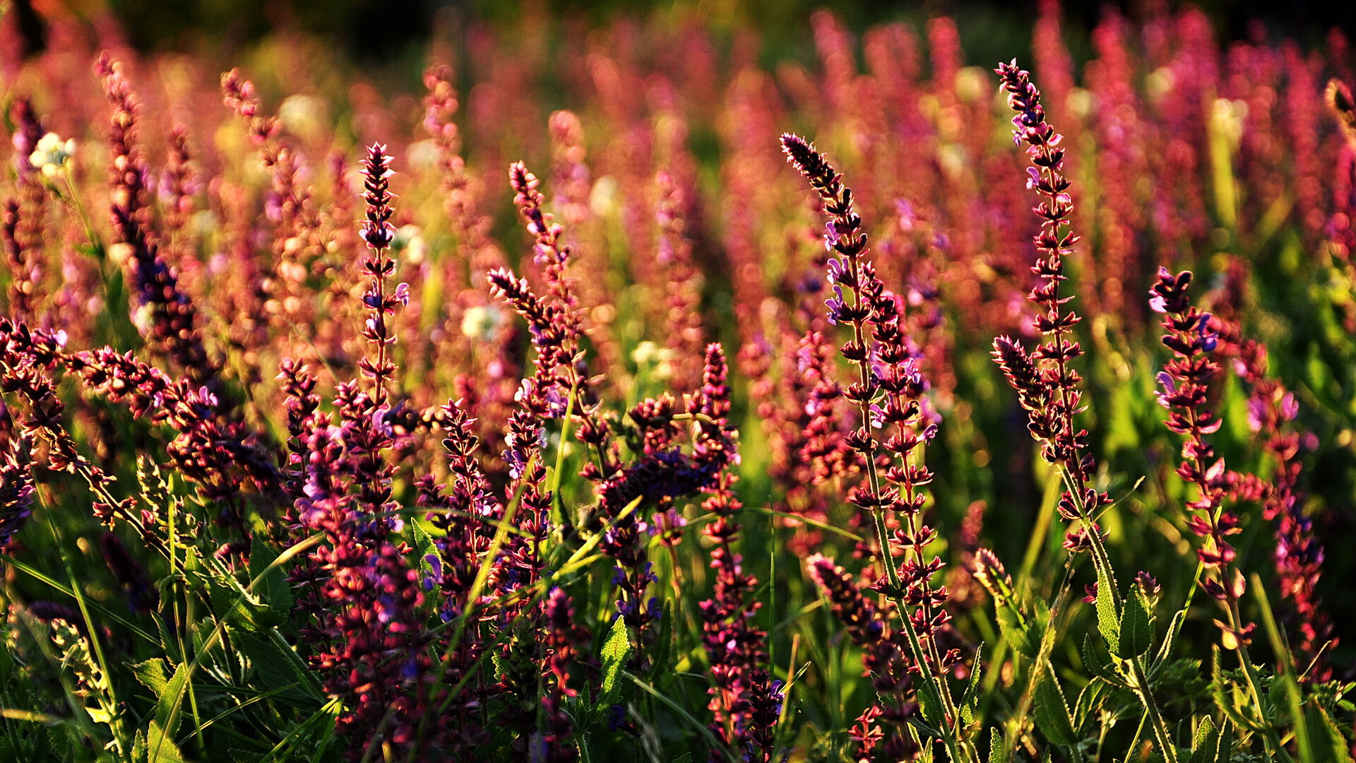 从格列兹曼的火山喷发到袋鼠的逆袭,当超级替补改写剧本的夜晚