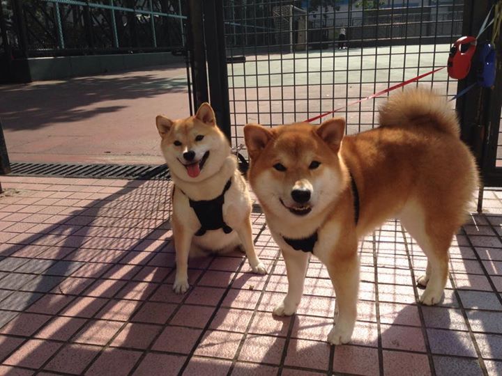 开云体育中国-血条清零计划，当辽宁遇上吉林，布克如何用持续杀伤写下比赛唯一注脚