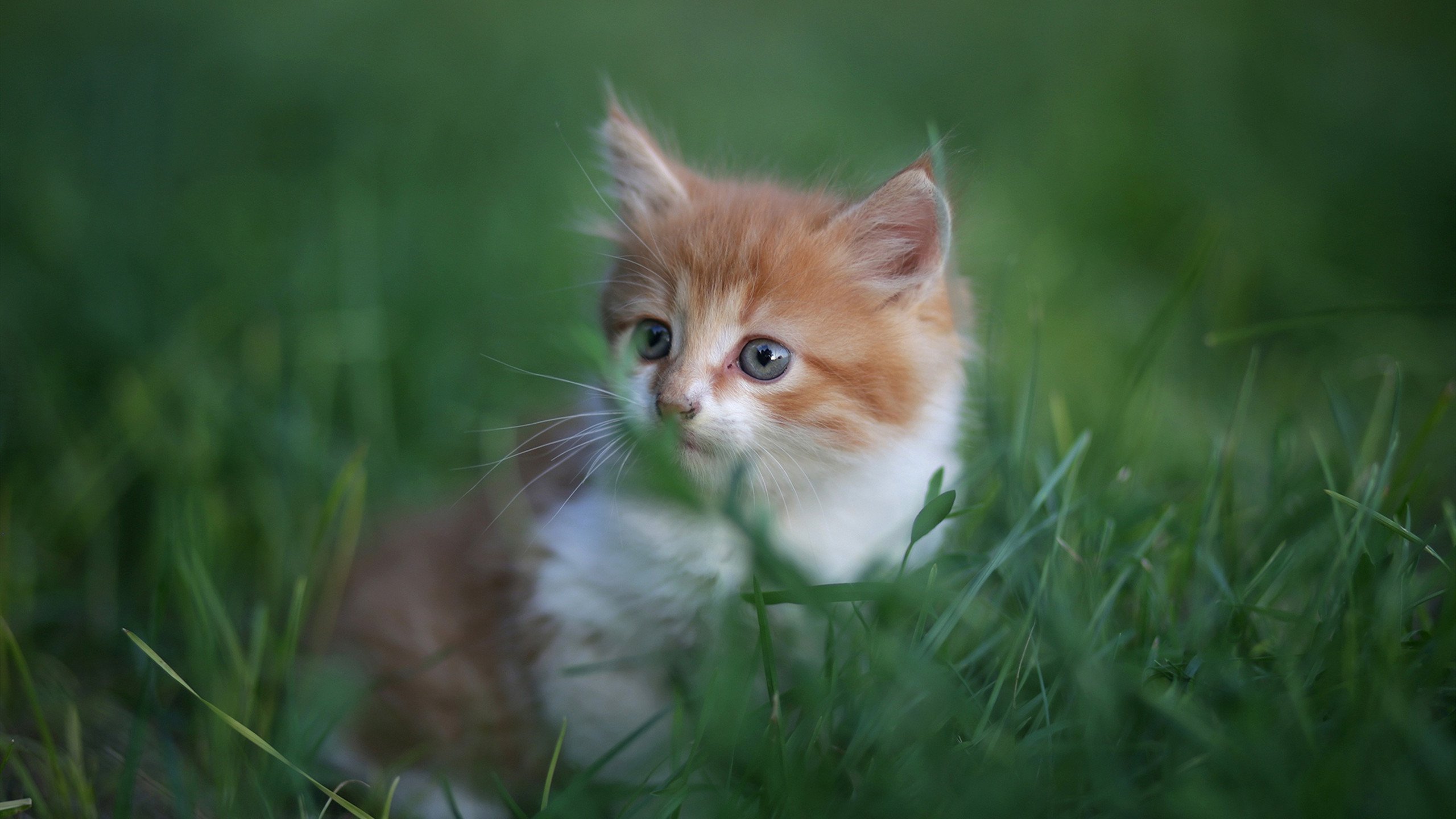 绿茵猎鹰,绝杀之夜,卡塔尔用团队默契点亮多哈